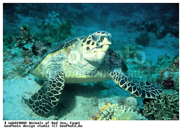 Cheloniidae, Chelonioidea, Eretmoshelys, Eretmoshelys imbricata, Testudines, Testudines Linnaeus, �����, ��������, ������� ����, ������� ��������, ��������� ���, �����������, ��������������, ��������, ��������, ��������, ���� ��� ����, �����������, ������, ��������, ����, ������, ������, ������, �����, ������, �������, ������, �������, ����� �������, ��������, ��������, ����� ����, ����, ����������, ����������, ����������, �������, ����, �������, ������� �����, �������, �������, ���������, ��������� ����, ���������, �����, ������������, ������������, ���������, ����������, ���������� ��� ����, ���, ���������, ��������� ����������, ���������, ���������, ���������, ��������� ����������, ���������, ��������� �����, ��� �����, ����������, ��������, ��������, �������, �������, �������, ����, ��������, ��������, �������, �����������, �����������, �����������, ��������, ��������, ��������������, ��������������, ��������, ��������, XYZ, ������� ��������, Cheloniidae, �����, ����, ��������� �������, Eretmochelys imbricata