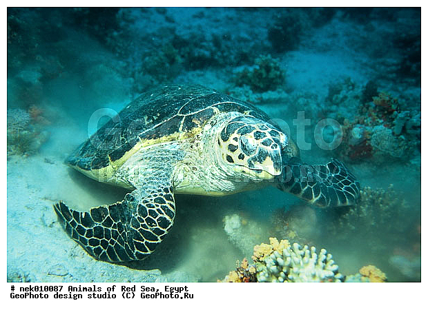 Cheloniidae, Chelonioidea, Eretmoshelys, Eretmoshelys imbricata, Testudines, Testudines Linnaeus, �����, ��������, ������� ����, ������� ��������, ��������� ���, �����������, ��������������, ��������, ��������, ��������, ���� ��� ����, �����������, ������, ��������, ����, ������, ������, ������, �����, ������, �������, ������, �������, ����� �������, ��������, ��������, ����� ����, ����, ����������, ����������, ����������, �������, ����, �������, ������� �����, �������, �������, ���������, ��������� ����, ���������, �����, ������������, ������������, ���������, ����������, ���������� ��� ����, ���, ���������, ��������� ����������, ���������, ���������, ���������, ��������� ����������, ���������, ��������� �����, ��� �����, ����������, ��������, ��������, �������, �������, �������, ����, ��������, ��������, �������, �����������, �����������, �����������, ��������, ��������, ��������������, ��������������, ��������, ��������, XYZ, ������� ��������, Cheloniidae, �����, ����, ��������� �������, Eretmochelys imbricata