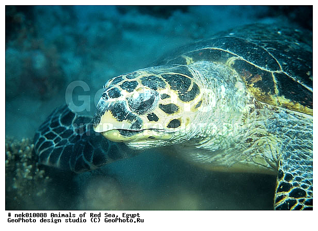 Cheloniidae, Chelonioidea, Eretmoshelys, Eretmoshelys imbricata, Testudines, Testudines Linnaeus, �����, ��������, ������� ����, ������� ��������, ��������� ���, �����������, ��������������, ��������, ��������, ��������, ���� ��� ����, �����������, ������, ��������, ����, ������, ������, ������, �����, ������, �������, ������, �������, ����� �������, ��������, ��������, ����� ����, ����, ����������, ����������, ����������, �������, ����, �������, ������� �����, �������, �������, ���������, ��������� ����, ���������, �����, ������������, ������������, ���������, ����������, ���������� ��� ����, ���, ���������, ��������� ����������, ���������, ���������, ���������, ��������� ����������, ���������, ��������� �����, ��� �����, ����������, ��������, ��������, �������, �������, �������, ����, ��������, ��������, �������, �����������, �����������, �����������, ��������, ��������, ��������������, ��������������, ��������, ��������, XYZ, ������� ��������, Cheloniidae, �����, ����, ��������� �������, Eretmochelys imbricata