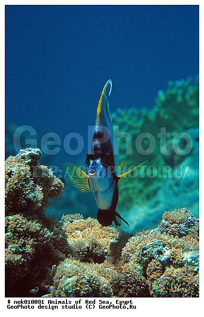 ������� ����, ����� ����, ��������� ���, �����������, ������, ��������, ����, ������, ������, ������, �����, ������, �������, ������, �������, ����� �������, ��������, ��������, ����� ����, ����, ����������, ����������, ����������, �������, ����, �������, ������� �����, �������, �������, ���������, ��������� ����, ���������, �����, ������������, ������������, ���������, ����������, ���������� ��� ����, ���, ���������, ��������� ����������, ���������, ���������, ���������, ��������� ����������, ���������, ��������� �����, ��� �����, ����������, �������, �������, �������, ����, ����, ����, ��������, ��������, �������, �����������, �����������, �����������