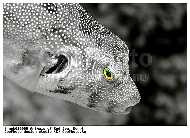 ������� ����, ��������� ���, ���� ��� ����, �����������, ������, ��������, �����, ����, ������, ������, ������, �����, ����������������, ������, �������, ������, �������, ���������, ������������, ����� �������, ��������, ��������, ����� ����, ����, ����������, ����������, ����������, �������, �����, ����, �������, ������� �����, �������, �������, ������������, ������������, ���������, ��������� ����, ���������, �����, ������������, ������������, ���������, �������, ������, �������, ����������, ���������� ��� ����, ���, ���������, ��������� ����������, ���������, ���������, ���������, ��������� ����������, ���������, ��������� �����, ��� �����, ����������, �������, �������, �������, ����, ����, ������, ����, ��������, ��������, �������, �����������, �����������, �����������, ��������, ��������, ��������, ��������