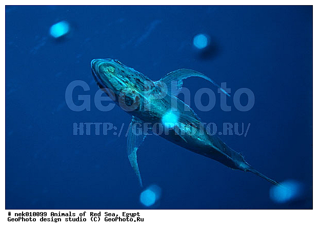 ������� ����, ��������� ���, ���� ��� ����, �����������, ������, ��������, ����, ������, ������, ������, �����, ������, �������, ������, �������, ����� �������, ��������, ��������, ����� ����, ����, ����������, ����������, ����������, �������, ����, �������, �������, ������� �����, �������, �������, ���������, ��������� ����, ���������, �����, ������������, ������������, ���������, ����������, ���������� ��� ����, ���, ���������, ��������� ����������, ���������, ���������, ���������, ��������� ����������, ���������, ��������� �����, ��� �����, ����������, �������, �������, �������, ����, ����, ����, ��������, ��������, ��������, �������, �����������, �����������, �����������, �������, ��������� ��������, Trachinotus blochii