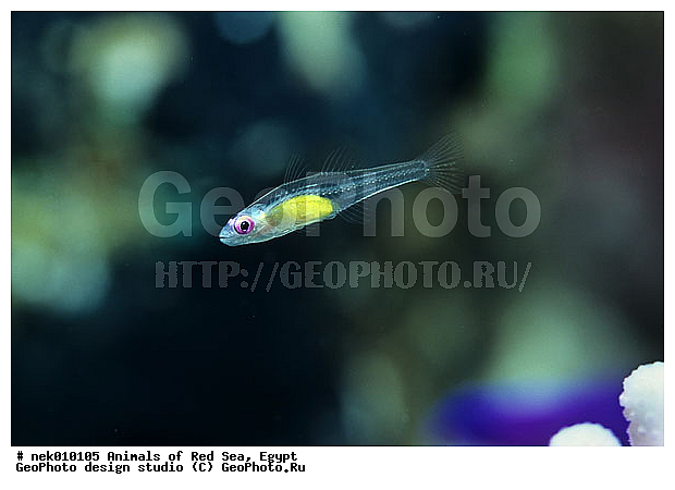 ������� ����, ��������� ���, ���� ��� ����, �����������, ������, ��������, ����, ������, ������, ������, �����, ������, �������, ������, �������, ����� �������, ��������, ��������, ����� ����, ����, ����������, ����������, ����������, �������, ����, �����, �����������, �����, ��������, �������, ������� �����, �������, �������, ���������, ��������� ����, ���������, �����, ������������, ������������, ���������, ����������, ���������� ��� ����, ���, ���������, ��������� �����������, ��������� ����������, ���������, ���������, ���������, ��������� ����������, ���������, ��������� �����, ��� �����, ����������, �������, �������, �������, ����, ����, ����, ��������, ��������, �������, �����������, �����������, �����������