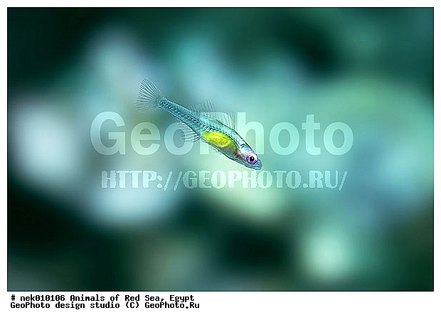 ������� ����, ��������� ���, ���� ��� ����, �����������, ������, ��������, ����, ������, ������, �����, ������, �������, ������, �������, ����� �������, ��������, ��������, ����� ����, ����, ����������, ����������, ����������, �������, ����, �����, �����������, �����, ��������, �������, ������� �����, �������, �������, ���������, ��������� ����, ���������, �����, ������������, ������������, ���������, ����������, ���������� ��� ����, ���, ���������, ��������� �����������, ��������� ����������, ���������, ���������, ���������, ��������� ����������, ���������, ��������� �����, ��� �����, ��������, ����������, �������, �������, �������, ����, ����, ����, ��������, ��������, �������, �����������, �����������, �����������