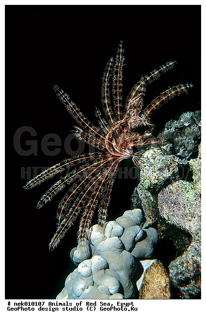 ������� ����, ��������� ���, ���� ��� ����, �����������, ������, ��������, ����, ������, ������, ������, �����, ������, �������, ������, �������, ����� �������, ��������, ��������, ����� ����, ����, ����������, ����������, ����������, �������, ����, �������, ������� �����, �������, �������, ������, ������, ����, ���������, ��������� ����, ���������, �����, ������������, ������������, ���������, ����������, ���������� ��� ����, ���, ���������, ��������� ����������, ���������, ���������, ���������, ��������� ����������, ���������, ��������� �����, ��� �����, ����������, �������, �������, �������, ����, ��������, ��������, �������, �����������, �����������, �����������, ������ ���