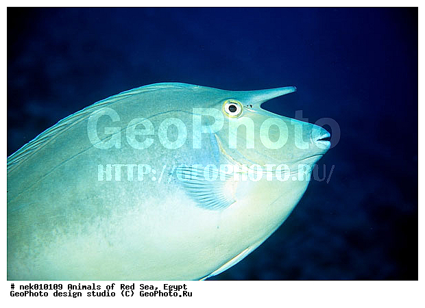 ������� ����, ��������� ���, ���� ��� ����, �����������, ������, ��������, ����, ������, ������, ������, �����, ������, �������, ������, �������, ����� �������, ��������, ��������, ����� ����, ����, ����������, ����������, ����������, �������, ����, �������, ������� �����, �������, �������, ���������, ��������� ����, ���������, �����, ������������, ������������, ���������, ����������, ���������� ��� ����, ���, ���������, ��������� ����������, ���������, ���������, ���������, ��������� ����������, ���������, ��������� �����, ��� �����, ����������, �������, �������, �������, ����, ����, ����, ��������, ��������, �������, �����������, �����������, �����������