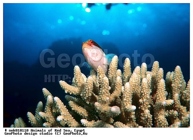 ������� ����, ��������� ���, ���� ��� ����, �����������, ������, ��������, ����, ������, ������, ������, �����, ������, �������, ������, �������, ����� �������, ��������, ��������, ����� ����, ����, ����������, ����������, ����������, �������, ����, �������, ������� �����, �������, �������, ���������, ��������� ����, ���������, �����, ������������, ������������, ���������, ����������, ���������� ��� ����, ���, ���������, ��������� ����������, ���������, ���������, ���������, ��������� ����������, ���������, ��������� �����, ��� �����, ����������, �������, �������, �������, ����, ����, ����, ��������, ��������, �������, �����������, �����������, �����������, ��������, Cirrhitidae, Paracirrhites forsteri