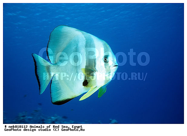 ������� ����, ����� ����, ��������� ���, �����������, ������, ��������, ����, ������, ������, ������, �����, ������, �������, ������, �������, ����� �������, ��������, ��������, ����� ����, ����, ����������, ����������, ����������, �������, ����, �������, ������� �����, �������, �������, ���������, ��������� ����, ���������, �����, ������������, ������������, ���������, ����������, ���������� ��� ����, ���, ���������, ��������� ����������, ���������, ���������, ���������, ��������� ����������, ���������, ��������� �����, ��� �����, ����������, �������, �������, �������, ����, ����, ����, ��������, ��������, �������, �����������, �����������, �����������