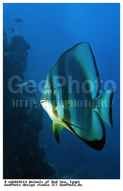 ������� ����, ��������� ���, ���� ��� ����, �����������, ������, ��������, ����, ������, ������, ������, �����, ������, �������, ������, �������, ����� �������, ��������, ��������, ����� ����, ����, ����������, ����������, ����������, �������, ����, �������, ������� �����, �������, �������, ���������, ��������� ����, ���������, �����, ������������, ������������, ���������, ����������, ���������� ��� ����, ���, ���������, ��������� ����������, ���������, ���������, ���������, ��������� ����������, ���������, ��������� �����, ��� �����, ����������, �������, �������, �������, ����, ����, ����, ��������, ��������, �������, �����������, �����������, �����������