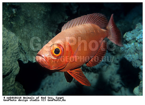 ������� ����, ����� ����, ��������� ���, �����������, ������, ��������, ����, ������, ������, ������, �����, ������, �������, ������, �������, ����� �������, ��������, ��������, ����� ����, ����, ����������, ����������, ����������, �������, ����, �������, ������� �����, �������, �������, ������, ������, ����, ���������, ��������� ����, ���������, �����, ������������, ������������, ���������, ����������, ���������� ��� ����, ���, ���������, ��������� ����������, ���������, ���������, ���������, ��������� ����������, ���������, ��������� �����, ��� �����, ����������, �������, �������, �������, ����, ����, ����, ��������, ��������, �������, �����������, �����������, �����������, ������ ���