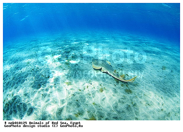 Batoidea, Platyrhinidae, Rhinobatiformes, Rhynchobatidae, Selachimorpha, �����, ������������, �����, ��������, ������� ����, ����� ����, ����������������, ��������� ���, �����������, �������������, ����, ����, �����, ��������, �������� ����, �����������, �����, ������, ��������, ����, ������, ������, �����, ������, �������, ������, �������, ����� �������, ��������, ��������, ����� ����, ����, ����������, ����������, ����������, �������, ����, �������, ������� �����, �������, �������, ���������, ��������� ����, ���������, �����, ������������, ������������, ���������, �������, �������, �������, ����������, ���������� ��� ����, ���, ���������, ��������� ����������, ���������, ���������, ���������, ��������� ����������, ���������, ��������� �����, ��� �����, ��������, ����������, �������, �������, �������, ����, ����, ����, ��������, ��������, �������, �����������, �����������, �����������, ������, ������, ������, ��������