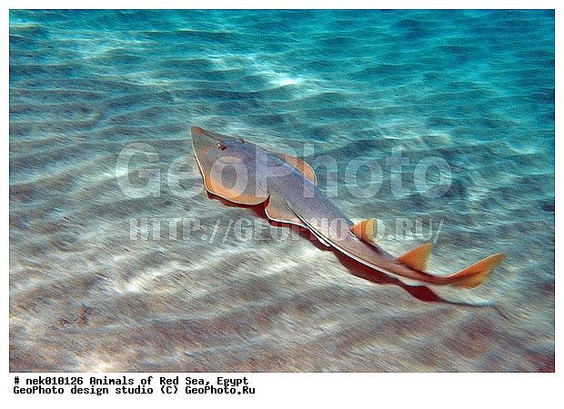 Batoidea, Platyrhinidae, Rhinobatiformes, Rhynchobatidae, Selachimorpha, �����, ������������, �����, ��������, ������� ����, ����� ����, ����������������, ��������� ���, �����������, �������������, ����, ����, �����, ��������, �������� ����, �����������, �����, ������, ��������, ����, ������, ������, ������, �����, ������, �������, ������, �������, ����� �������, ��������, ��������, ����� ����, ����, ����������, ����������, ����������, �������, ����, �������, ������� �����, �������, �������, ���������, ��������� ����, ���������, �����, ������������, ������������, ���������, �������, �������, �������, ����������, ���������� ��� ����, ���, ���������, ��������� ����������, ���������, ���������, ���������, ��������� ����������, ���������, ��������� �����, ��� �����, ����������, �������, �������, �������, ����, ����, ����, ��������, ��������, �������, �����������, �����������, �����������, ������, ������, ������, ��������