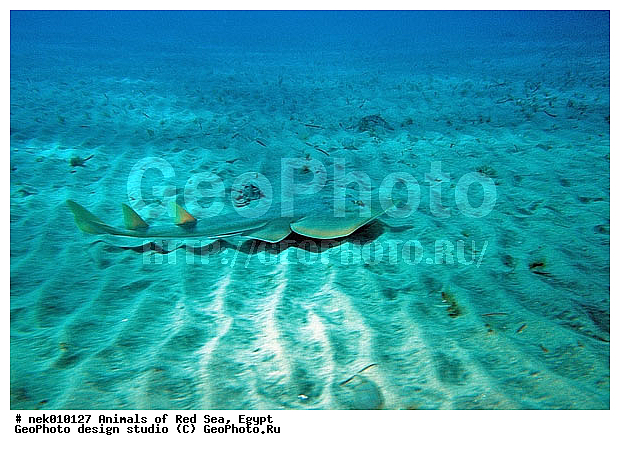 Batoidea, Platyrhinidae, Rhinobatiformes, Rhynchobatidae, Selachimorpha, �����, ������������, �����, ��������, ������� ����, ����� ����, ����������������, ��������� ���, �����������, �������������, ����, ����, �����, ��������, �������� ����, �����������, �����, ������, ��������, ����, ������, ������, �����, ������, �������, ������, �������, ����� �������, ��������, ��������, ����� ����, ����, ����������, ����������, ����������, �������, ����, �������, ������� �����, �������, �������, ���������, ��������� ����, ���������, �����, ������������, ������������, ���������, �������, �������, �������, ����������, ���������� ��� ����, ���, ���������, ��������� ����������, ���������, ���������, ���������, ��������� ����������, ���������, ��������� �����, ��� �����, ��������, ����������, �������, �������, �������, ����, ����, ����, ��������, ��������, �������, �����������, �����������, �����������, ������, ������, ������, ��������