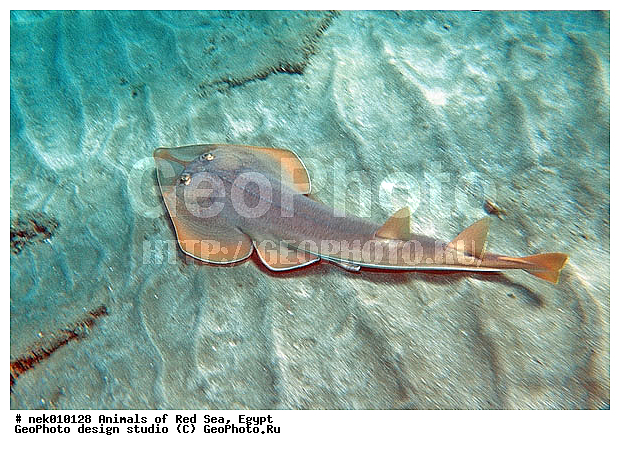 Batoidea, Platyrhinidae, Rhinobatiformes, Rhynchobatidae, Selachimorpha, �����, ������������, �����, ��������, ������� ����, ����� ����, ����������������, ��������� ���, �����������, �������������, ����, ����, �����, ��������, �������� ����, �����������, �����, ������, ��������, ����, ������, ������, ������, �����, ������, �������, ������, �������, ����� �������, ��������, ��������, ����� ����, ����, ����������, ����������, ����������, �������, ����, �������, ������� �����, �������, �������, ���������, ��������� ����, ���������, �����, ������������, ������������, ���������, �������, �������, �������, ����������, ���������� ��� ����, ���, ���������, ��������� ����������, ���������, ���������, ���������, ��������� ����������, ���������, ��������� �����, ��� �����, ����������, �������, �������, �������, ����, ����, ����, ��������, ��������, �������, �����������, �����������, �����������, ������, ������, ������, ��������