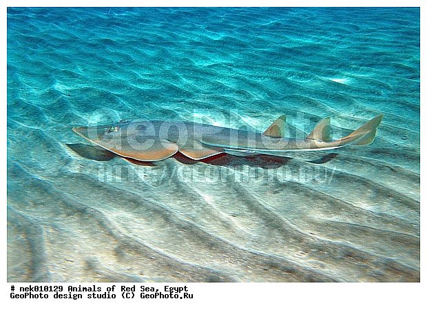 Batoidea, Platyrhinidae, Rhinobatiformes, Rhynchobatidae, Selachimorpha, �����, ������������, �����, ��������, ������� ����, ����� ����, ����������������, ��������� ���, �����������, �������������, ����, ����, �����, ��������, �������� ����, �����������, �����, ������, ��������, ����, ������, ������, ������, �����, ������, �������, ������, �������, ����� �������, ��������, ��������, ����� ����, ����, ����������, ����������, ����������, �������, ����, �������, ������� �����, �������, �������, ���������, ��������� ����, ���������, �����, ������������, ������������, ���������, �������, �������, �������, ����������, ���������� ��� ����, ���, ���������, ��������� ����������, ���������, ���������, ���������, ��������� ����������, ���������, ��������� �����, ��� �����, ����������, �������, �������, �������, ����, ����, ����, ��������, ��������, �������, �����������, �����������, �����������, ������, ������, ������, ��������