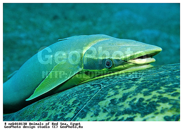 ������� ����, ����� ����, ��������� ���, �����������, ������, ��������, ����, ������, ������, �����, ������, �������, ������, �������, ����� �������, ��������, ��������, ����� ����, ����, ����������, ����������, ����������, �������, ����, �������, ������� �����, �������, �������, ���������, ��������� ����, ���������, �����, ������������, ������������, ���������, ����������, ���������� ��� ����, ���, ���������, ��������� ����������, ���������, ���������, ���������, ��������� ����������, ���������, ��������� �����, ��� �����, ��������, ����������, �������, �������, �������, ����, ����, ����, ��������, ��������, �������, �����������, �����������, �����������