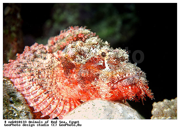 ������� ����, ��������� ���, ���� ��� ����, �����������, ������, ��������, ����, ������, ������, ������, �����, ������, �������, ������, �������, ����� �������, ��������, ��������, ����� ����, ����, ����������, ����������, ����������, �������, ����, �������, ������� �����, �������, �������, ������, ������, ����, ���������, ��������� ����, ���������, �����, ������������, ������������, ���������, ����������, ���������� ��� ����, ���, ���������, ��������� ����������, ���������, ���������, ���������, ��������� ����������, ���������, ��������� �����, ��� �����, ����������, �������, �������, �������, ����, ����, ����, ��������, ��������, �������, �����������, �����������, �����������, ������ ���