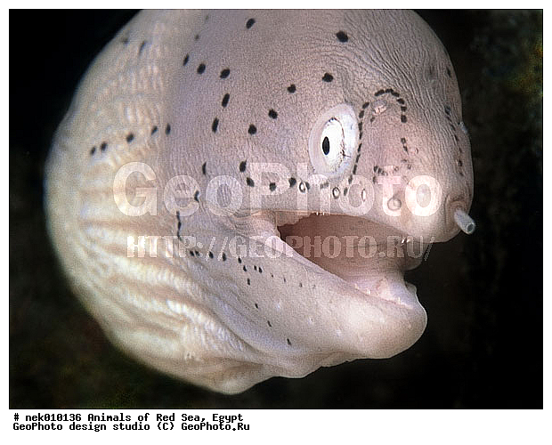 ������� ����, ����� ����, ��������� ���, �����������, ������, ��������, ����, ������, ������, ������, �����, ������, �������, ������, �������, ����� �������, ��������, ��������, ����� ����, ����, ����, ������, ������� ����, ����, �������, ������� �����, �������, �������, ���������, ��������� ����, ���������, �����, �������, �������, �������, �������, ��������, �����, ����������, ���������� ��� ����, ���, ���������, ��������� ����������, ���������, ���������, ���������, ��������� ����������, ���������, ��������� �����, ��� �����, ����������, ����, ����, �������, �����, ����, ������, ������, ������