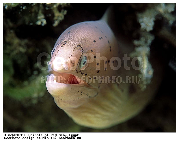 ������� ����, ����� ����, ��������� ���, �����������, ������, ��������, ����, ������, ������, ������, �����, ������, �������, ������, �������, ����� �������, ��������, ��������, ����� ����, ����, ����, ������, ������� ����, ����, �������, ������� �����, �������, �������, ���������, ��������� ����, ���������, �����, �������, �������, �������, �������, ��������, �����, ����������, ���������� ��� ����, ���, ���������, ��������� ����������, ���������, ���������, ���������, ��������� ����������, ���������, ��������� �����, ��� �����, ����������, ����, ����, �������, �����, ����, ������, ������, ������