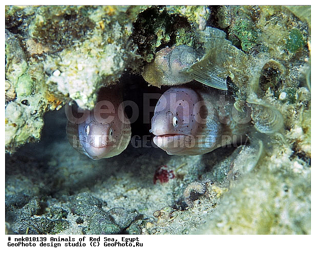 ������� ����, ����� ����, ��������� ���, �����������, ������, ��������, ����, ������, ������, �����, ������, �������, ������, �������, ����� �������, ��������, ��������, ����� ����, ����, ����, ������, ������� ����, ����, �������, ������� �����, �������, �������, ���������, ��������� ����, ���������, �����, �������, �������, �������, �������, ��������, �����, ����������, ���������� ��� ����, ���, ���������, ��������� ����������, ���������, ���������, ���������, ��������� ����������, ���������, ��������� �����, ��� �����, ��������, ����������, ����, ����, �������, �����, ����, ������, ������, ������