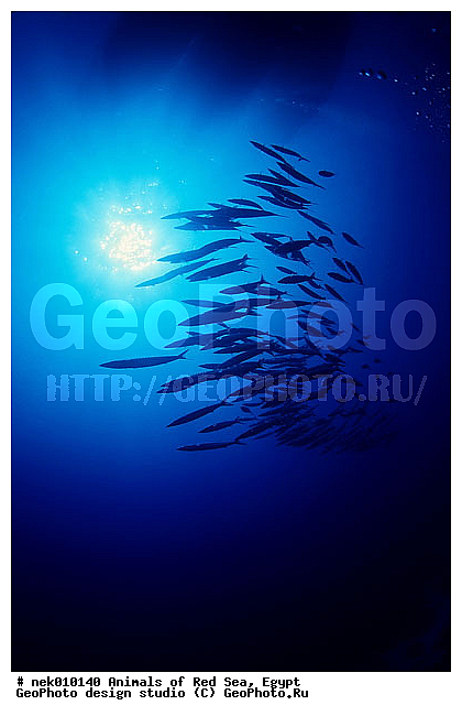 ������� ����, ��������� ���, ���� ��� ����, �����������, ������, ��������, ����, ������, ������, �����, ������, �������, ������, �������, ����� �������, ��������, ��������, ����� ����, ����, ����������, ����������, ����������, �������, �����, ����� ���, ����, �������, ������� �����, �������, �������, ���������, ��������� ����, ���������, �����, ������������, ������������, ���������, ����������, ���������� ��� ����, ���, ���������, ��������� ����������, ���������, ���������, ���������, ��������� ����������, ���������, ��������� �����, ��� �����, ��������, ����������, �������, �������, �������, ����, ���, ����, ����, ����, ����, ���� ���, ��������, ��������, �������, �����������, �����������, �����������