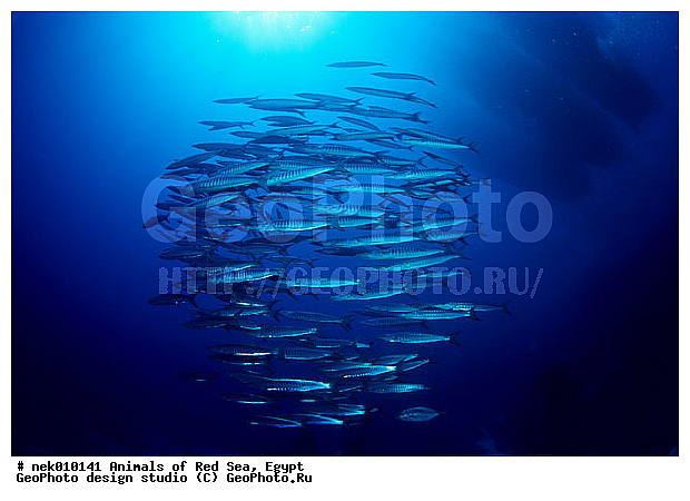 ������� ����, ��������� ���, ���� ��� ����, �����������, ������, ��������, ����, ������, ������, ������, �����, ������, �������, ������, �������, ����� �������, ��������, ��������, ����� ����, ����, ����������, ����������, ����������, �������, �����, ����� ���, ����, �������, ������� �����, �������, �������, ���������, ��������� ����, ���������, �����, ������������, ������������, ���������, ����������, ���������� ��� ����, ���, ���������, ��������� ����������, ���������, ���������, ���������, ��������� ����������, ���������, ��������� �����, ��� �����, ����������, �������, �������, �������, ����, ���, ����, ����, ����, ����, ���� ���, ��������, ��������, �������, �����������, �����������, �����������