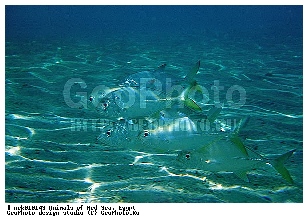 ������� ����, ����� ����, ��������� ���, �����������, ������, ��������, ����, ������, ������, ������, �����, ������, �������, ������, �������, ����� �������, ��������, ��������, ����� ����, ����, ����������, ����������, ����������, �������, ����, �������, �������, ������� �����, �������, �������, ���������, ��������� ����, ���������, �����, ������������, ������������, ���������, ����������, ���������� ��� ����, ���, ���������, ��������� ����������, ���������, ���������, ���������, ��������� ����������, ���������, ��������� �����, ��� �����, ����������, �������, �������, �������, ����, ����, ����, ��������, ��������, ��������, �������, �����������, �����������, �����������