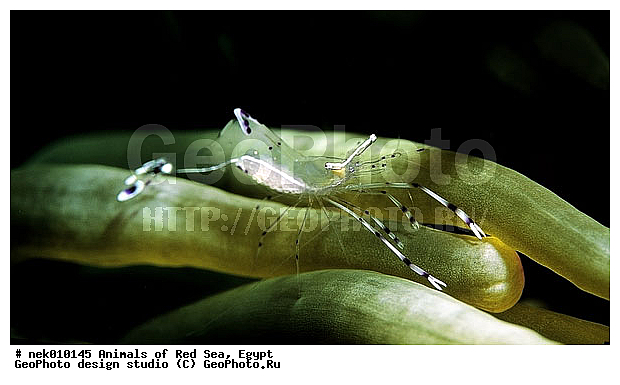 ������� ����, ��������� ���, ���� ��� ����, �����������, ������, ��������, ����, ������, ������, ������, �����, ������, �������, ������, �������, ����� �������, ��������, ��������, ����� ����, ����, ����������, ����������, ����������, �������, ����, �����, �����������, �����, ��������, �������, ������� �����, �������, �������, ������, ������, ����, ���������, ��������� ����, ���������, �����, ������������, ������������, ���������, ����������, ���������� ��� ����, ���, ���������, ��������� �����������, ��������� ����������, ���������, ���������, ���������, ��������� ����������, ���������, ��������� �����, ��� �����, ����������, �������, �������, �������, ����, ��������, ��������, �������, �����������, �����������, �����������, ������ ���