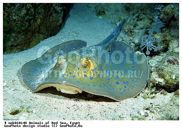 ������� ����, ��������� ���, ���� ��� ����, �����������, ������, ��������, ����, ������, ������, ������, �����, ������, �������, ������, �������, ����� �������, ��������, ��������, ����� ����, ����, ����������, ����������, ����������, �������, ����, �������, ������� �����, �������, �������, ���������, ��������� ����, ���������, �����, ������������, ������������, ���������, ����������, ���������� ��� ����, ���, ���������, ��������� ����������, ���������, ���������, ���������, ��������� ����������, ���������, ��������� �����, ��� �����, ����������, �������, �������, �������, ����, ����, ����, �����, ��������, ��������, �������, �����������, �����������, �����������, ��������