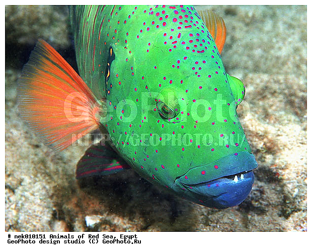 ������� ����, ��������� ���, ���� ��� ����, �����������, ������, ��������, ����, ������, ������, ������, �����, ������, �������, ������, �������, ����� �������, ��������, ��������, ����� ����, ����, ����������, ����������, ����������, �������, ����, �������, ������� �����, �������, �������, ���������, ��������� ����, ���������, �����, ������������, ������������, ���������, ����������, ���������� ��� ����, ���, ���������, ��������� ����������, ���������, ���������, ���������, ��������� ����������, ���������, ��������� �����, ��� �����, ����������, �������, �������, �������, ����, ����, ����, ��������, ��������, �������, �����������, �����������, �����������