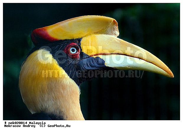 Aves, Linnaeus, ��������, �������� ��������, ������������, ��������, �����������, �����, �����, ������, ��������, ������������, ������, ���������, �����, ����� �������, ������ ������, �����, ��������, ��������, ����������, ����, ������, �����, ������������, ������, ����������, �����, ������, �������, ���������, ���������, ���������, �����������, ������, ������, �������, �����������, �����������, �����������, �����������, ������ � �����, �������������, �������������, �����, ������, ������, ������������, ��������