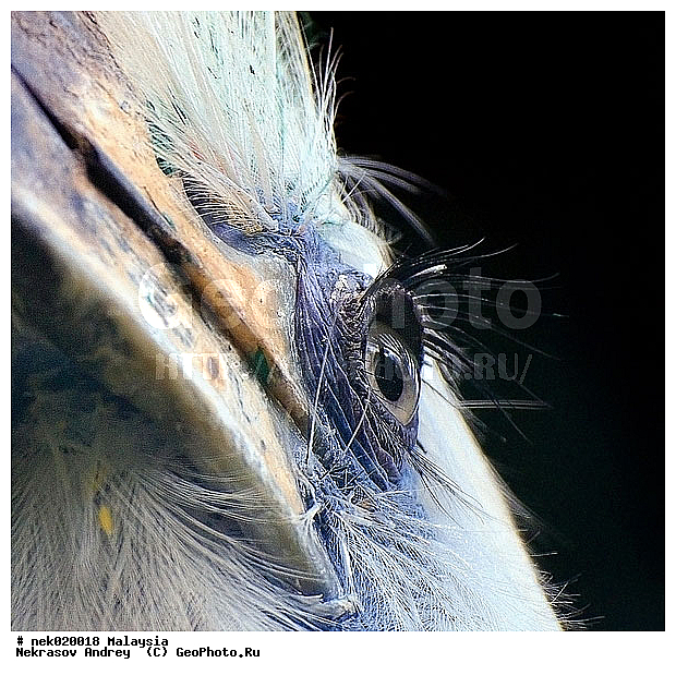 Aves, Linnaeus, ��������, �������� ��������, ������������, ��������, �����������, �����, �����, ������, ��������, ������������, ������, ������, ���������, ����, �����, �����, ����� �������, ������ ������, �����, ��������, ��������, ����������, ������, ����, ������, �����, ������������, ������, ����������, �����, ������, �������, ���������, ���������, ���������, �����������, ��������, ������, ������, �������, �����������, �����������, �����������, �����������, ������ � �����, �������������, �������������, �����, ������, ������, ������������, ��������