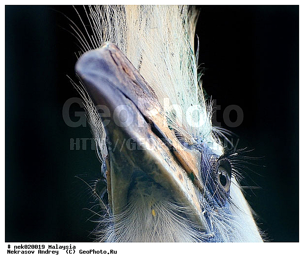 Aves, Linnaeus, ��������, �������� ��������, ������������, ��������, �����������, �����, �����, ������, ��������, ������������, ������, ���������, �����, ����� �������, ������ ������, �����, ��������, ��������, ����������, ����, ������, �����, ������������, ������, ����������, �����, ������, �������, ���������, ���������, ���������, �����������, ������, ������, �������, �����������, �����������, �����������, �����������, ������ � �����, �������������, �������������, �����, ������, ������, ������������, ��������