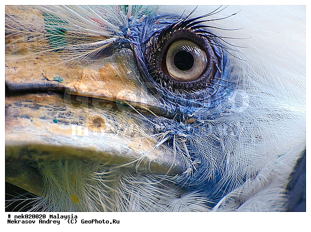 Aves, Linnaeus, ��������, �������� ��������, ������������, ��������, �����������, �����, �����, ������, ��������, ������������, ������, ������, ���������, ����, �����, �����, ����� �������, ������ ������, �����, ��������, ��������, ����������, ������, ����, ������, �����, ������������, ������, ����������, �����, ������, �������, ���������, ���������, ���������, �����������, ��������, ������, ������, �������, �����������, �����������, �����������, �����������, ������ � �����, �������������, �������������, �����, ������, ������, ������������, ��������