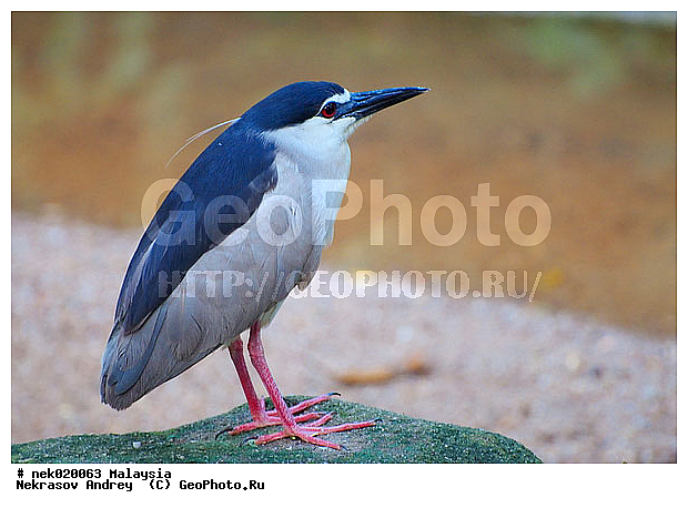 Aves, Linnaeus, ��������, �������� ��������, ������������, ��������, �����������, �����, �����, ������, ��������, ������������, ������, ���������, �����, ����� �������, ������ ������, �����, ��������, ��������, ����������, ����, ������, �����, ������������, ������, ����������, �����, ������, �������, ���������, ���������, ���������, �����������, ������, ������, �������, �����������, �����������, �����������, �����������, ������ � �����, �������������, �������������, �����, ������, ������, ������������, ��������