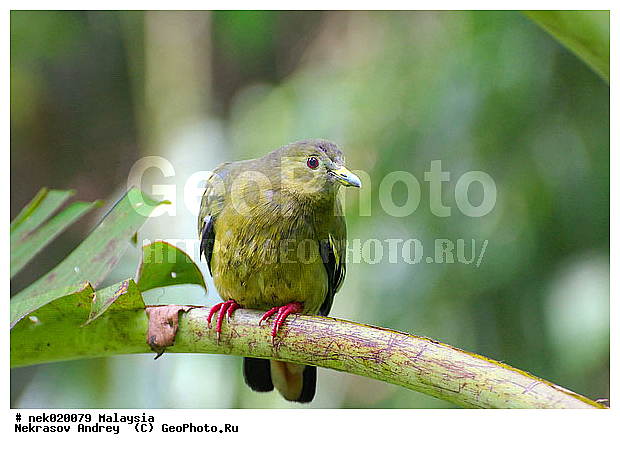 Aves, Linnaeus, ��������, �������� ��������, ������������, ��������, �����������, �����, �����, ������, ��������, ������������, ������, ���������, �����, ����� �������, ������ ������, �����, ��������, ��������, ����������, ����, ������, �����, ������������, ������, ����������, �����, ������, �������, ���������, ���������, ���������, �����������, ������, ������, �������, �����������, �����������, �����������, �����������, ������ � �����, �������������, �������������, �����, ������, ������, ������������, ��������