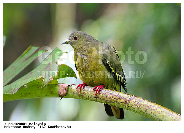 Aves, Linnaeus, ��������, �������� ��������, ������������, ��������, �����������, �����, �����, ������, ��������, ������������, ������, ���������, �����, ����� �������, ������ ������, �����, ��������, ��������, ����������, ����, ������, �����, ������������, ������, ����������, �����, ������, �������, ���������, ���������, ���������, �����������, ������, ������, �������, �����������, �����������, �����������, �����������, ������ � �����, �������������, �������������, �����, ������, ������, ������������, ��������