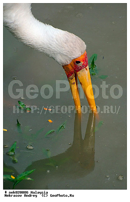 Aves, Linnaeus, ��������, �������� ��������, ������������, ��������, �����������, �����, �����, ������, ��������, ������������, ������, ���������, �����, ����� �������, ������ ������, �����, ��������, ��������, ����������, ����, ������, �����, ������������, ������, ����������, �����, ������, �������, ���������, ���������, ���������, �����������, ������, ������, �������, �����������, �����������, �����������, �����������, ������ � �����, �������������, �������������, �����, ������, ������, ������������, ��������