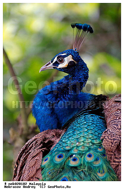 Aves, Galliformes, Linnaeus, P. cristatus, P. muticus, Pavo, Pavo Linnaeus, Phasianidae, Phasianinae, Spalding, ��������, �������� ��������, ������������, ������������, ��������, ������, �������, �����������, �����, �����, ������, ������, ���������, ��������, ������������, ������, ���������, �����, ����� �������, ������ ������, �����, ��������, ��������, ����������, ����, ������, �����, ������������, ������, ����������, �����, ������, �������, ���������, ���������, ���������, �����������, ������, ������, �������, �����������, �����������, �����������, �����������, ������ � �����, �������������, �������������, �����, ������, ������, ������������, ��������, ��������, ��������, �����, �����, ��������, �����������, XYZ, ���������, Phasianidae, ������, ������������ ������, ��������� ������, Pavo cristatus