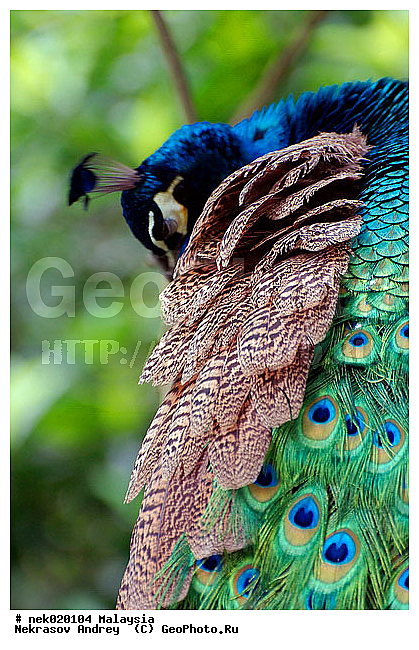 Aves, Galliformes, Linnaeus, P. cristatus, P. muticus, Pavo, Pavo Linnaeus, Phasianidae, Phasianinae, Spalding, ��������, �������� ��������, ������������, ������������, ��������, ������, �������, �����������, �����, �����, ������, ������, ���������, ��������, ������������, ������, ���������, �����, ����� �������, ������ ������, �����, ��������, ��������, ����������, ����, ������, �����, ������������, ������, ����������, �����, ������, �������, ���������, ���������, ���������, �����������, ������, ������, �������, �����������, �����������, �����������, �����������, ������ � �����, �������������, �������������, �����, ������, ������, ������������, ��������, ��������, ��������, �����, �����, ��������, �����������, XYZ, ���������, Phasianidae, ������, ������������ ������, ��������� ������, Pavo cristatus