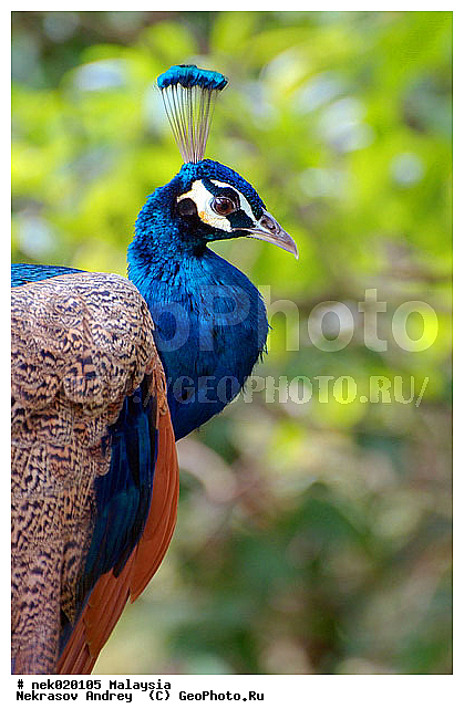 Aves, Galliformes, Linnaeus, P. cristatus, P. muticus, Pavo, Pavo Linnaeus, Phasianidae, Phasianinae, Spalding, ��������, �������� ��������, ������������, ������������, ��������, ������, �������, �����������, �����, �����, ������, ������, ���������, ��������, ������������, ������, ���������, �����, ����� �������, ������ ������, �����, ��������, ��������, ����������, ����, ������, �����, ������������, ������, ����������, �����, ������, �������, ���������, ���������, ���������, �����������, ������, ������, �������, �����������, �����������, �����������, �����������, ������ � �����, �������������, �������������, �����, ������, ������, ������������, ��������, ��������, ��������, �����, �����, ��������, �����������, XYZ, ���������, Phasianidae, ������, ������������ ������, ��������� ������, Pavo cristatus