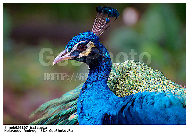 Aves, Galliformes, Linnaeus, P. cristatus, P. muticus, Pavo, Pavo Linnaeus, Phasianidae, Phasianinae, Spalding, ��������, �������� ��������, ������������, ������������, ��������, ������, �������, �����������, �����, �����, ������, ������, ���������, ��������, ������������, ������, ���������, �����, ����� �������, ������ ������, �����, ��������, ��������, ����������, ����, ������, �����, ������������, ������, ����������, �����, ������, �������, ���������, ���������, ���������, �����������, ������, ������, �������, �����������, �����������, �����������, �����������, ������ � �����, �������������, �������������, �����, ������, ������, ������������, ��������, ��������, ��������, �����, �����, ��������, �����������, XYZ, ���������, Phasianidae, ������, ������������ ������, ��������� ������, Pavo cristatus