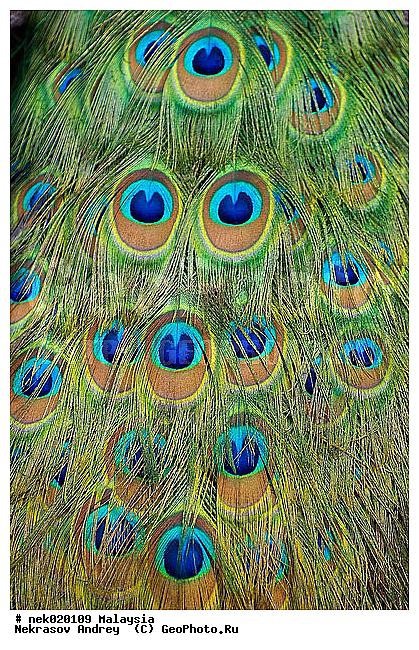 Aves, Galliformes, Linnaeus, P. cristatus, P. muticus, Pavo, Pavo Linnaeus, Phasianidae, Phasianinae, Spalding, ��������, �������� ��������, ������������, ������������, ��������, ������, �������, �����������, �����, �����, ������, ������, ���������, ��������, ������������, ������, ���������, �����, ����� �������, ������ ������, �����, ��������, ��������, ����������, ����, ������, �����, ������������, ������, ����������, �����, ������, �������, ���������, ���������, ���������, �����������, ������, ������, �������, �����������, �����������, �����������, �����������, ������ � �����, �������������, �������������, �����, ������, ������, ������������, ��������, ��������, ��������, �����, �����, ��������, �����������, XYZ, ���������, Phasianidae, ������, ������������ ������, ��������� ������, Pavo cristatus