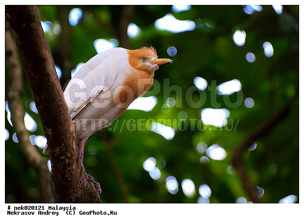 Aves, Linnaeus, ��������, �������� ��������, ������������, ��������, �����������, �����, �����, ������, ��������, ������������, ������, ���������, �����, ����� �������, ������ ������, �����, ��������, ��������, ����������, ����, ������, �����, ������������, ������, ����������, �����, ������, �������, ���������, ���������, ���������, �����������, ������, ������, �������, �����������, �����������, �����������, �����������, ������ � �����, �������������, �������������, �����, ������, ������, ������������, ��������