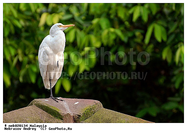 Aves, Linnaeus, ��������, �������� ��������, ������������, ��������, �����������, �����, �����, ������, ��������, ������������, ������, ���������, �����, ����� �������, ������ ������, �����, ��������, ��������, ����������, ����, ������, �����, ������������, ������, ����������, �����, ������, �������, ���������, ���������, ���������, �����������, ������, ������, �������, �����������, �����������, �����������, �����������, ������ � �����, �������������, �������������, �����, ������, ������, ������������, ��������