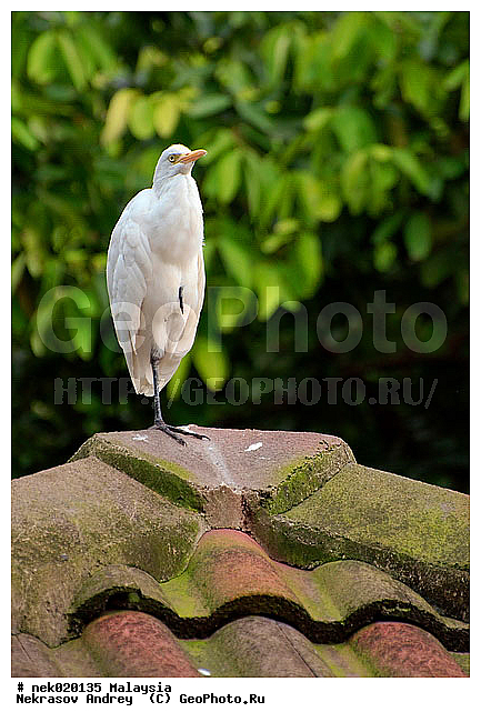 Aves, Linnaeus, ��������, �������� ��������, ������������, ��������, �����������, �����, �����, ������, ��������, ������������, ������, ���������, �����, ����� �������, ������ ������, �����, ��������, ��������, ����������, ����, ������, �����, ������������, ������, ����������, �����, ������, �������, ���������, ���������, ���������, �����������, ������, ������, �������, �����������, �����������, �����������, �����������, ������ � �����, �������������, �������������, �����, ������, ������, ������������, ��������