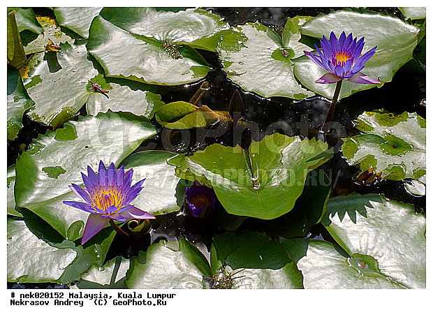 Nymphaea, Nymphaea caerulea, ���������, ����, ������� �����, ������� �����, ������, ����������, ����� ������, ��������, ��������, �����������, ���������������, ������������, ������������, ��������, ���������������, ��������, ����������� �����, ����������� ������, ������, �, ������, ������, ������ ��������, �������, ���������, ���������, ���������, ���������, ���, ����, ������ ������, �����, �����, ������������, ���������, ����������, ��, ������, �����, ������, ����, �������, �����������, ��������, �������, ������, ������, �������, �����������, �����������, �����������, �����������, ������ � �����, �������������, �������������, �����, ������, �����