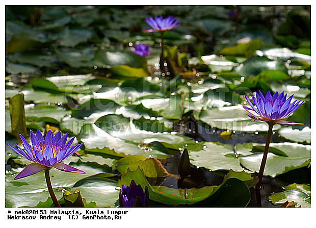 Nymphaea, Nymphaea caerulea, ���������, ����, ������� �����, ������� �����, ������, ����������, ����� ������, ��������, ��������, �����������, ���������������, ������������, ������������, ��������, ���������������, ��������, ����������� �����, ����������� ������, ������, �, ������ ��������, �������, ���������, ���������, ���������, ���������, ������ ������, �����, �����, ������������, ���������, ����������, ��, ������, �����, ������, �������, �����������, ��������, �������, ������, ������, �������, �����������, �����������, �����������, �����������, ������ � �����, �������������, �������������, �����, ������, �����