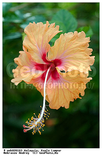 Gossypium, Hibiscus, Hibiscus rosa-sinensis, Hibiscus sabdariffa, Malvaceae, ���������, ����, ������, ��������, ���������, ����������, ����� ������, ������������, ������������, ��������, ���������, �������������, ���������������, ��������, ��������, ����������� �����, ����������� ������, ������, �, �������, ���������, ���������, ���������, ���������, ���������, ������ ������, ��������� ����, ������������, ���������, ����������, ��, ������, �����, ������, �������, �����������, ��������, ��������, �������, ������, ������, �������, �����������, �����������, �����������, �����������, ������ � �����, �������������, �������������, �����, ������, �����