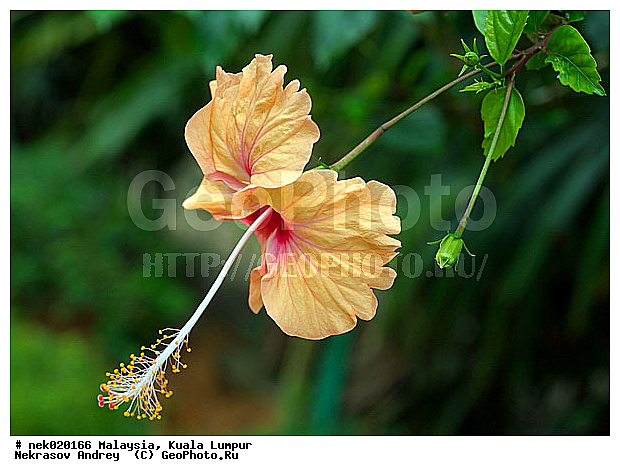 Gossypium, Hibiscus, Hibiscus rosa-sinensis, Hibiscus sabdariffa, Malvaceae, ���������, ����, ������, ��������, ���������, ����������, ����� ������, ������������, ������������, ��������, ���������, �������������, ���������������, ��������, ���������, ����������� �����, ����������� ������, ������, �, �������, ���������, ���������, ���������, ���������, ���������, ������ ������, ��������� ����, ������������, ���������, ����������, ��, ������, �����, ������, �������, �����������, ��������, ��������, �������, ������, ������, �������, �����������, �����������, �����������, �����������, ������ � �����, �������������, �������������, �����, ������, �����